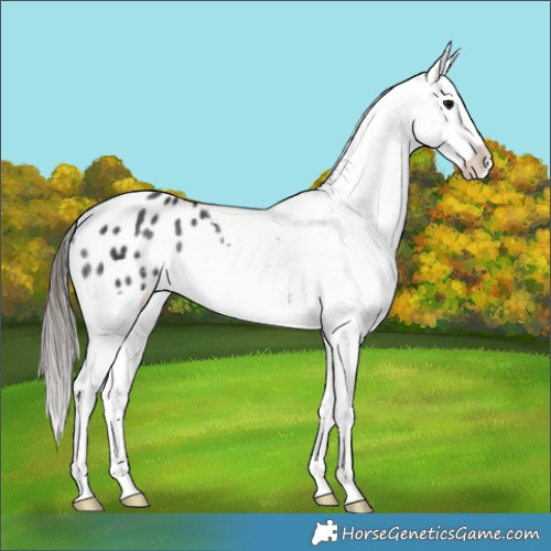 Horse Color:Black Appaloosa Rabicano 