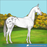 Horse Color:Black Appaloosa Rabicano 
