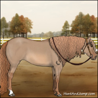 Horse Color:Red Dun Roan 