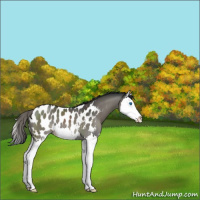 Horse Color:Black Sabino Splash Appaloosa 