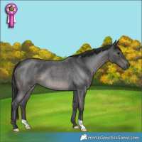Horse Color:Blue Roan 