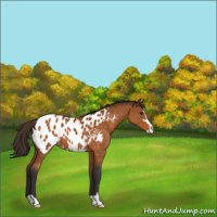 Horse Color:Buckskin Sabino Blanket 