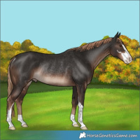 Horse Color:Liver Chestnut Sabino Rabicano 
