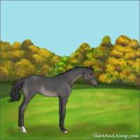 Horse Color:Blue Roan 