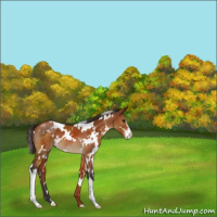 Horse Color:White Spotted Buckskin Sabino Appaloosa 