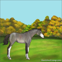 Horse Color:Smoky Blue Roan Sabino 