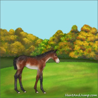 Horse Color:Brown Appaloosa 