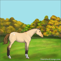 Horse Color:Buckskin Dun Varnish 
