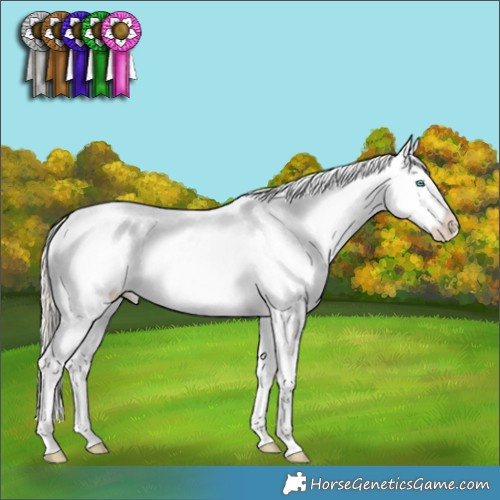 Horse Color:White Spotted Palomino Roan Pearl Appaloosa 