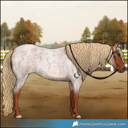 Horse Color:Red Roan