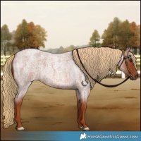 Horse Color:Red Roan 