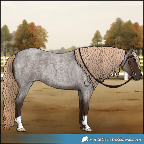 Horse Color:Liver Red Roan