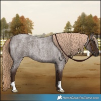 Horse Color:Liver Red Roan 
