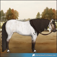 Horse Color:Liver Red Dun Roan 