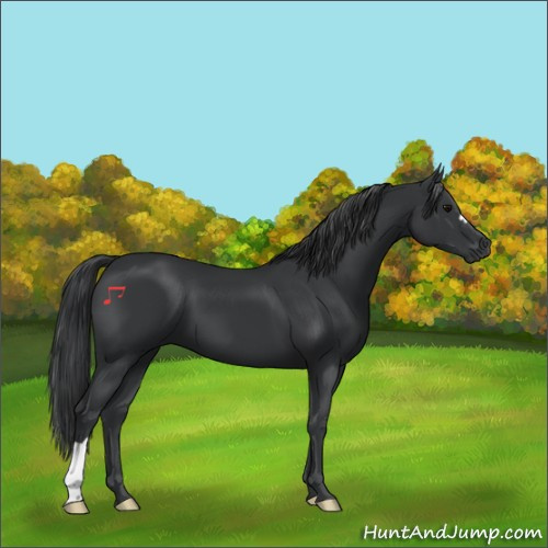 Horse Color:Black 