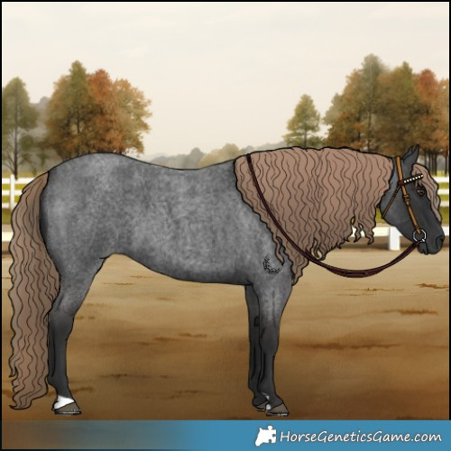 Horse Color:Liver Red Roan 