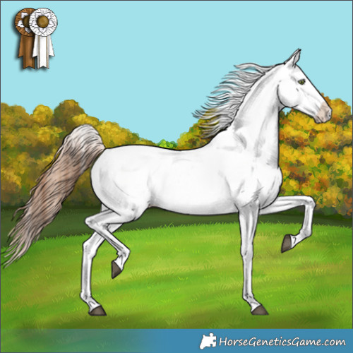 Horse Color:Bay Dun Appaloosa 