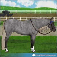 Horse Color:Liver Red Roan 