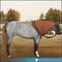 Horse Color:Liver Red Roan 