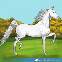 Horse Color:Perlino Snowcap 