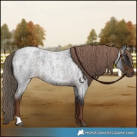 Horse Color:Liver Red Roan 