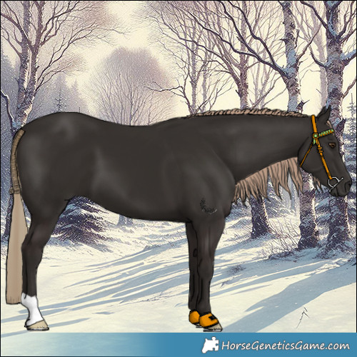 Horse Color:Liver Chestnut 