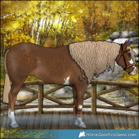 Horse Color:Chocolate Palomino