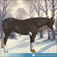 Horse Color:Liver Chestnut 