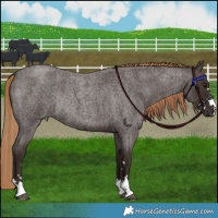 Horse Color:Liver Red Roan Rabicano