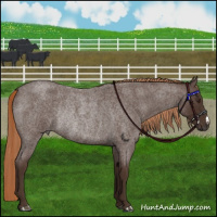Horse Color:Liver Red Roan Rabicano