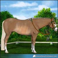 Horse Color:Chocolate Palomino Rabicano 