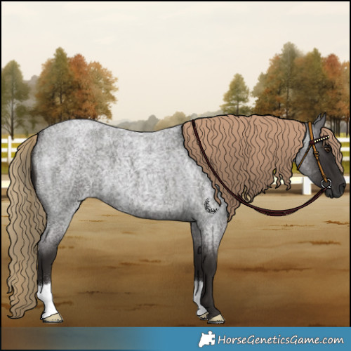 Horse Color:Liver Red Roan