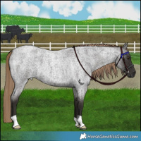 Horse Color:Liver Red Roan
