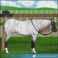 Horse Color:Liver Red Roan 