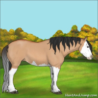 Horse Color:Unknown 