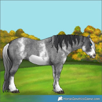 Horse Color:White Spotted Blue Roan Frame 