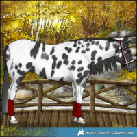 Horse Color:Black Tobiano Near Leopard 