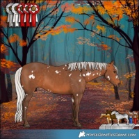 Horse Color:White Spotted Silver Brown Rabicano 