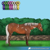 Horse Color:White Spotted Silver Brown