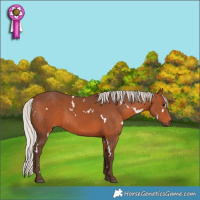 Horse Color:White Spotted Silver Brown