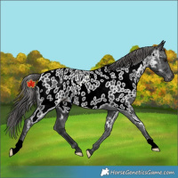 Horse Color:Black Near Leopard Rabicano 