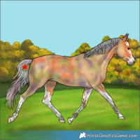 Horse Color:Nacre Silver Buckskin Splash 