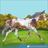 Horse Color:Nacre Silver Brown Splash Tobiano 