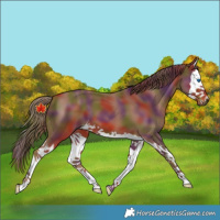 Horse Color:Nacre Chestnut Splash 