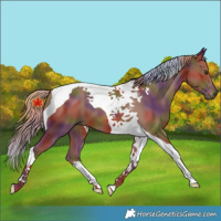 Horse Color:Nacre Chestnut Tobiano 
