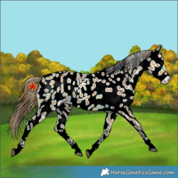 Horse Color:Buckskin Near Leopard 