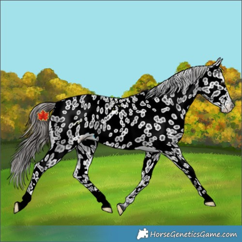 Horse Color:Black Appaloosa