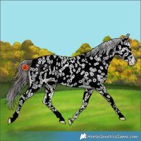 Horse Color:Black Near Leopard 