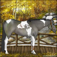 Horse Color:Black Tobiano 