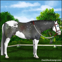 Horse Color:Black Splash Appaloosa